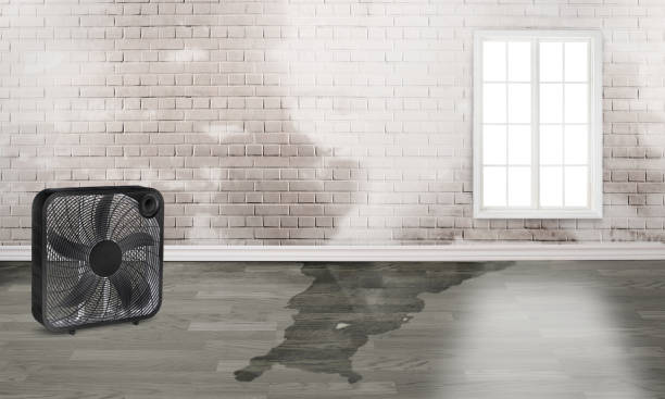 Best Mold removal after water damage  in South Hooksett, NH